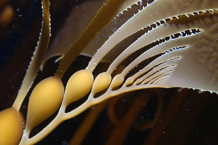 closeup of kelp branches